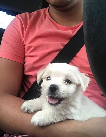 Dudu as a puppy. 