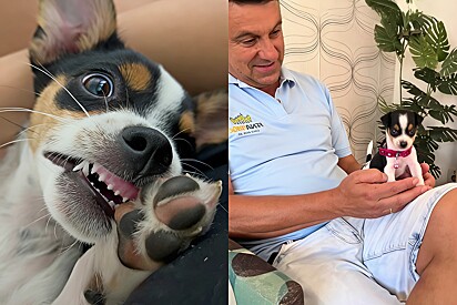 Young woman who traveled 248 miles to buy a small Pinscher shows how the dog grew more than expected.