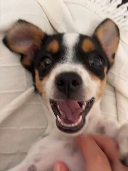 Amorinha was adopted in February. By the end of March, she was already huge.