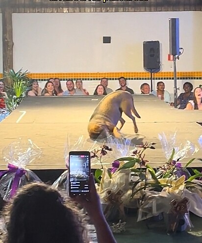 Caramelo’s showing off his talents.