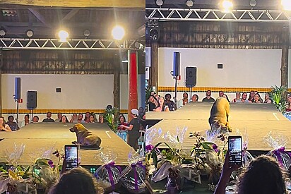 Caramel stray dog surprises crowd by ‘joining’ the Grape Queen Pageant.