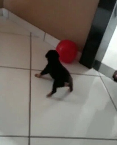 Buba when she first came home.