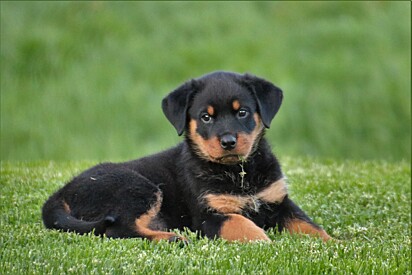 Illustrative image of two Rottweiler puppies.