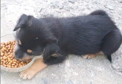 Buba as a puppy. 
