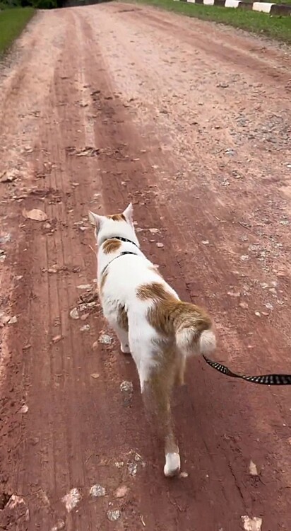 Training your cat to use a harness is essential.