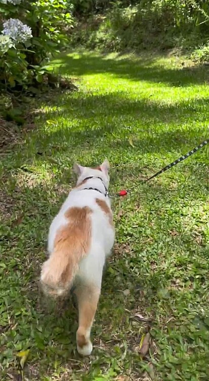 Miau loves to go on family walks. 