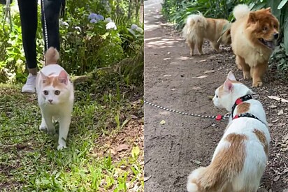 Do apartment cats need to go on walks?
