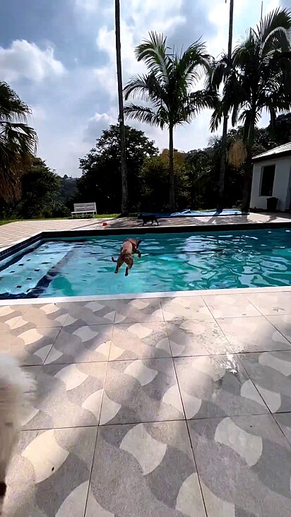 Pit bull, Sebastian, happily jumping in the pool.