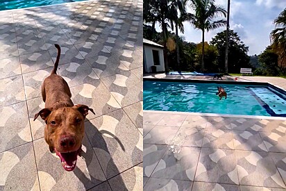 Sebastian, the Pit Bull, is known for his friendliness and love for the pool. A true breaker of the prejudiced stereotype that Pit Bulls are mean. 