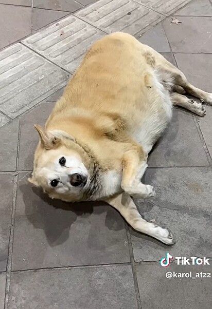 The dog put on some weight after spaying. 