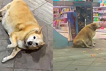 Dog adopted by residents and employees of a local drugstore.