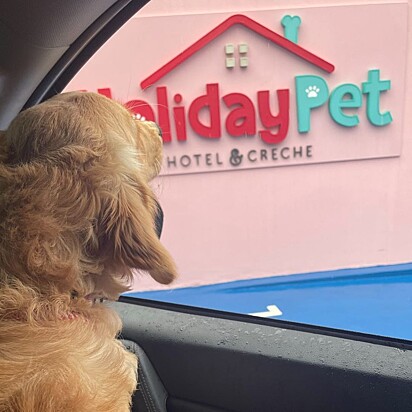 Arya is a Golden Retriever who loves going to daycare.