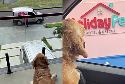 Golden Retriever anxiously awaits the pet taxi. She gets euphoric when she sees the car.