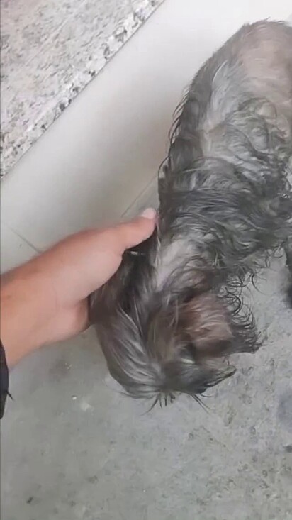 Stella was found soaked, starving and shaking in the sewer.