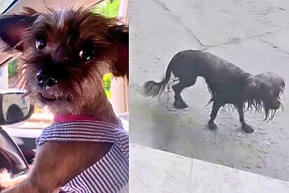 This little dog went through an emotional transformation after experiencing the love of her adoptive family. 