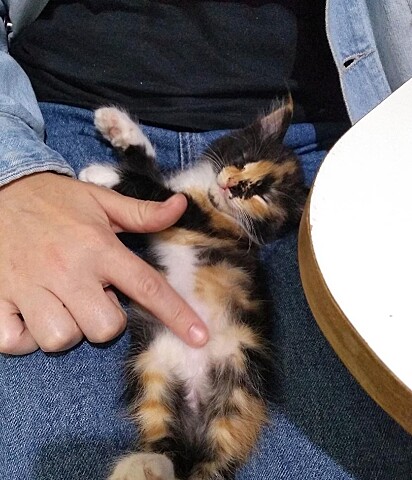 Madame as a kitten.