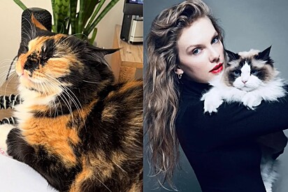 Meet Madame, the cat who is a Taylor Swift fan.