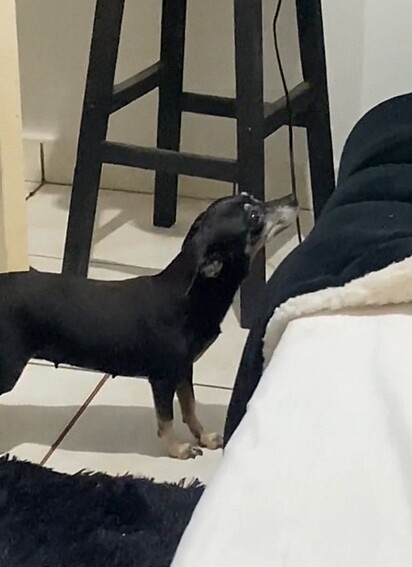 Lilica looking at Solange’s, her deceased owner, photo.