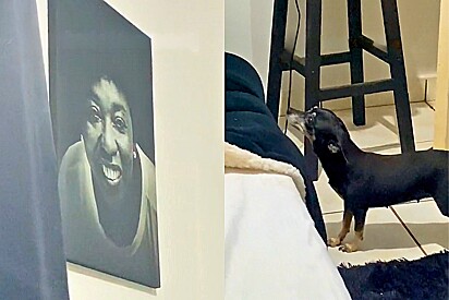 A dog touched the hearts of internet users with her emotional reaction to a photo of her late owner. 