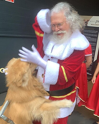 The pet pulled Santa’s hat.