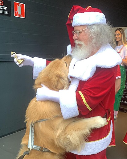 The Golden jumping on Santa Claus. 