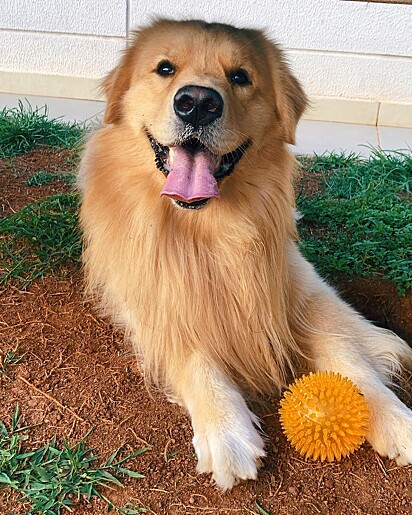 Gutto loves a ball.