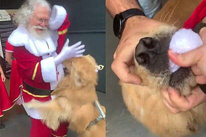 The Golden Retriever couldnt contain himself and ended up stealing Santa’s hat, making his owner laugh nervously. 