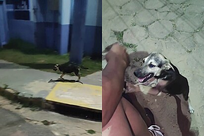 The dog had decided that that night he would no longer be living on the streets. But this story revealed an even more surprising detail. 