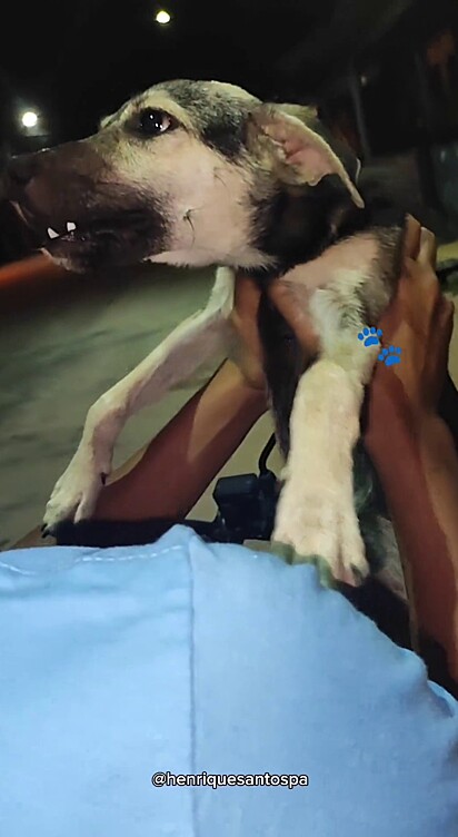 The couple put the dog in the back of the motorcycle and took him home.