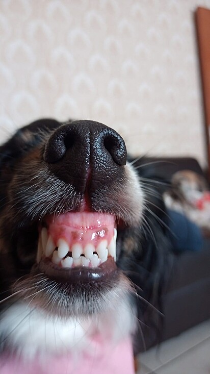 Kira showing her teeth—the family’s favorite. 