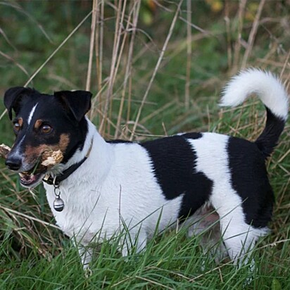 Brazilian Terrier, an illustrative photo of the breed Mônica believed she was purchasing