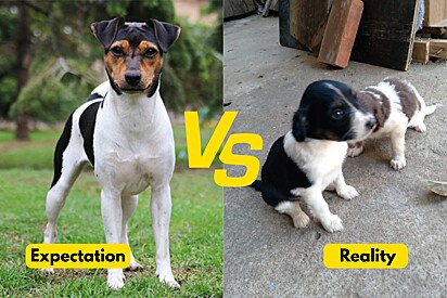 A woman buys a dog online, believing it to be a Brazilian Terrier—but the pet grows up looking completely different.
