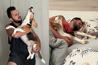 Meet Benjamin: the Beagle who makes it clear who his favorite human is.