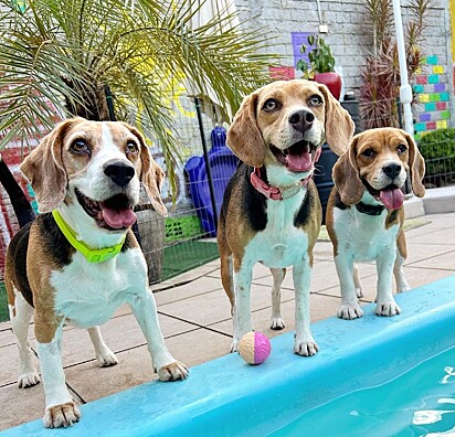 Benja, Bibi and Bela, Léo’s three beagles. 
