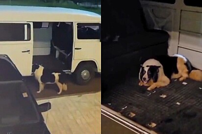 Dog runs away from home to find her daycare trainer, who was parked nearby.