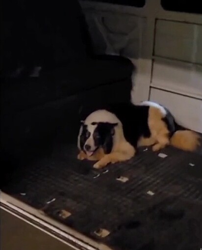 When Luna saw the van door open, she jumped in.