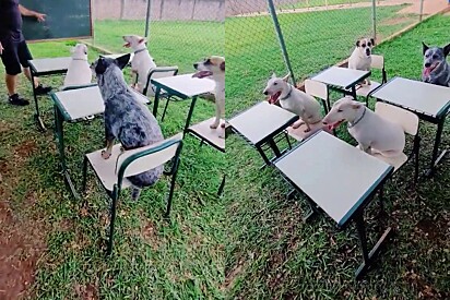 Dogs are caught paying attention in class at a dog daycare.