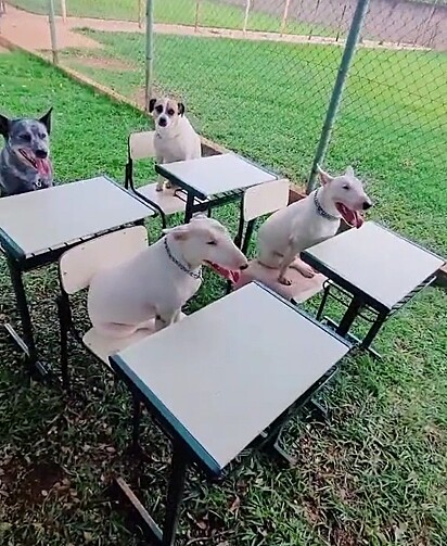 Uncle Mateus’ little gang is very well-behaved.