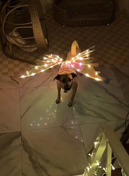 Bambino with fairy wings.