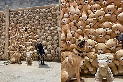 Caramel mutt gets his photos enhanced by AI—and the result goes hilariously wrong.
