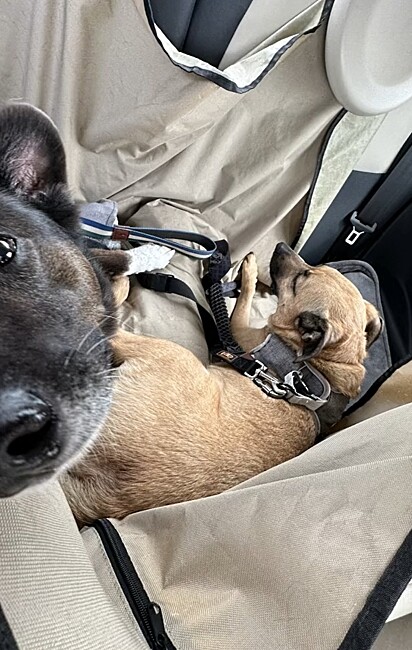 Bambino and Rogerinho in the backseat.