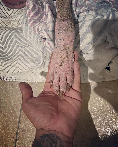 Samitri holding Bolt’s paw in support during his recovery. 