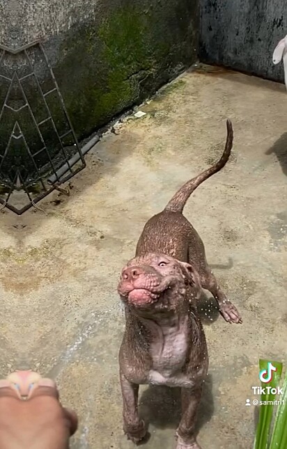 The Pitbull loves mischief.