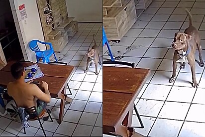 Pitbull scares family by holding a knife in his mouth. Owner comes up with clever way to disarm him. 