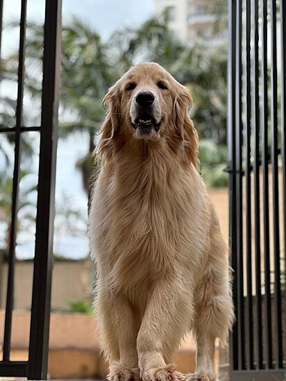 Luke Skywalker is a 3-year-old Golden Retriever.