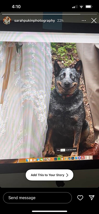 Luna smiling at her owner’s wedding.