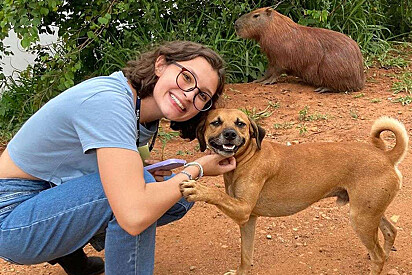 Caramel dog steals the spotlight from student’s photo with capybara, and the video garners over 7.9 million views.