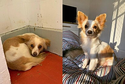 Traumatized by humans, the dog goes through a true transformation. He now accepts his owners affection.