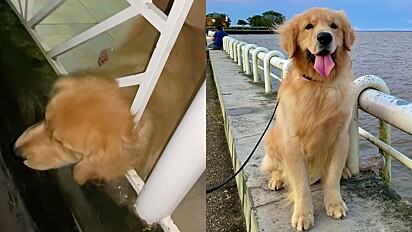 The dog got his head stuck in a fence while trying to retrieve his toy that had fallen onto the neighbor’s roof. The family managed to free him by cutting the fence.