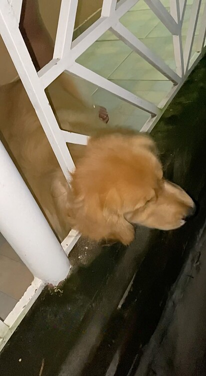 The dog got his head stuck after trying to retrieve the toy that had fallen on the neighbor’s roof.